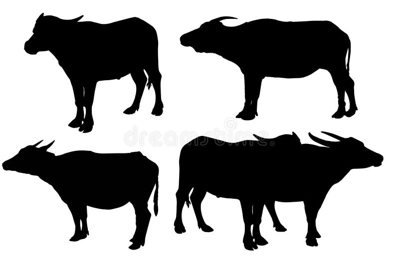 Σκιαγραφία του Buffalo που απομονώνεται στο άσπρο ταϊλανδικό Buffalo υποβάθρου στο άσπρο Buffalo υποβάθρου στην Ταϊλάνδη απεικόνιση αποθεμάτων